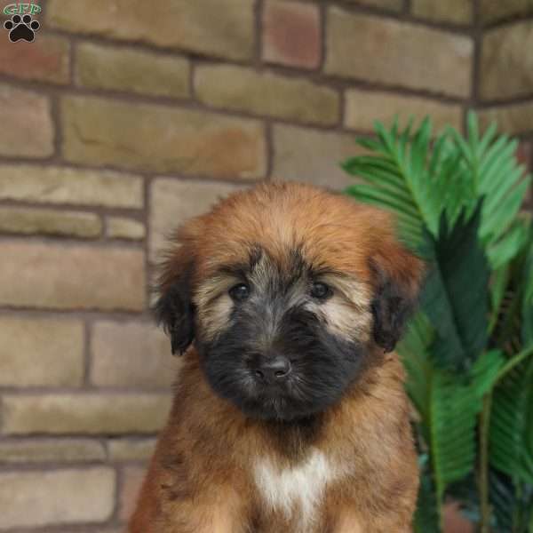 Odin, Soft Coated Wheaten Terrier Puppy